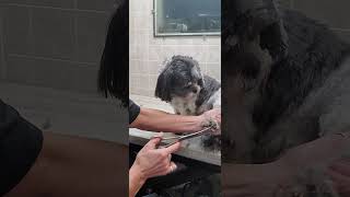 Trimming the hair from a dogs paw demonstration dog grooming without restraints Shih Tzu [upl. by Portie]