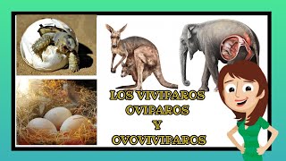 vivíparos ovíparos y ovoviviparos video educativos para niños [upl. by Parette419]