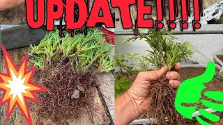 Updates On The Cuttings Taken From Arborvitaes Leyland Cypress And Evergreen In The Spring [upl. by Trix]