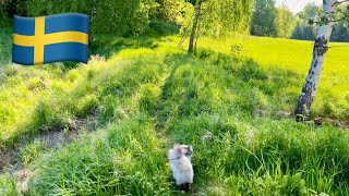 Swedish Countryside Walk with cat and nature sounds Relaxing [upl. by Ahtiuqal]