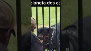 Rottweiler atacando [upl. by Araccat]