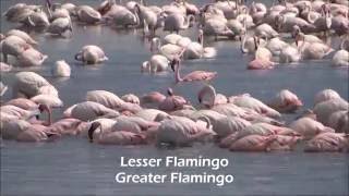 Birds of Saadani National Park Tanzania [upl. by Alauqahs]