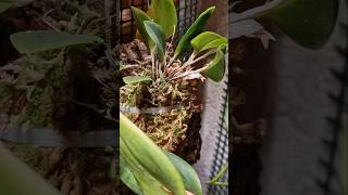 ORCHID CARE🙏UMIDITÀ shorts plants flowers [upl. by Akinek]