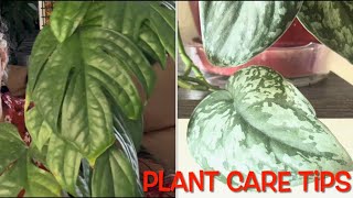 SCINDAPSUS AMYDRIUM and EPIPREMNUM collections and their care tips Constructive Criticism S1E30 [upl. by Sidoeht]