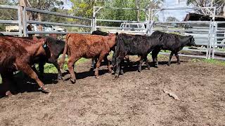 AC STANNARD 13 × ANGUS CROSS HEIFERS [upl. by Inasah]