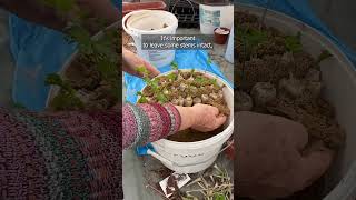 How to Store Parsley Roots for Fresh Leaves All Winter [upl. by Ellmyer]