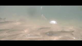 Mackerel chasing Whitebait at Burry Port in Carmarthenshire on 9th August 2022 💦 [upl. by Auhsaj722]