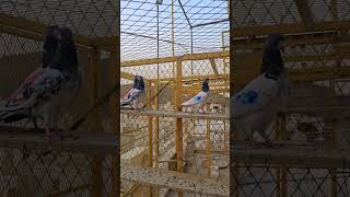 foryou pigeon kabutar birds birds madina trending [upl. by Floyd]