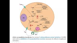 DEFİCİENCY OF ADENOSİNE DEAMİNASE [upl. by Akemehs]