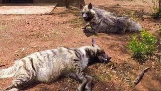 Meet The Striped Hyenas  The Lion Whisperer [upl. by Gainor]