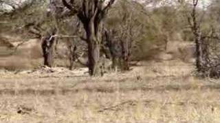 Kudu Hunt in Namibia Africa [upl. by Sammons]