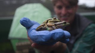 Australian sauna helps save frogs from flesheating fungus  AFP [upl. by Nerha]