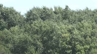 TURKEY VULTURE IN FLIGHT [upl. by Naldo]