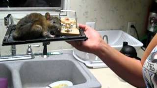 Big Rat in Glue Trap [upl. by Nuy]