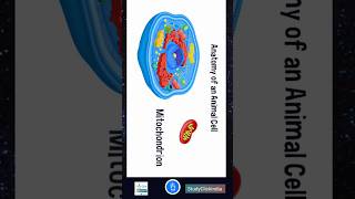 Animal Cell Structure Cell Organization  Cell Organelles shorts [upl. by Sharleen263]