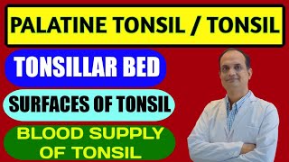 Palatine tonsil  Anatomy  Features  Tonsillar Bed  Blood supply [upl. by Refotsirk]