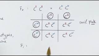 A2 Biology  Monogenic inheritance OCR A Chapter 202 [upl. by Abbie]