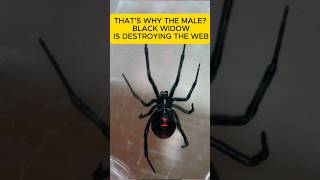 Thats why the male Black Widow is destroying the web [upl. by Merfe]