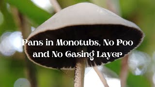 Panaeolus in Tubs Can You Grow Them Like Cubes Species Talk Episode 4 [upl. by Olegnad347]