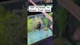 400 piranha Vs Fish Head 😳 [upl. by Yelahc1]