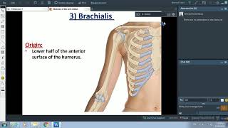 Muscles of the Arm  Dr Ahmed Farid [upl. by Yraccaz]