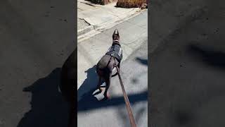 Doberman loves looking for her Kitty’s 😂 short shorts dog cat shortvideo comedy cute funny [upl. by Dranoel]