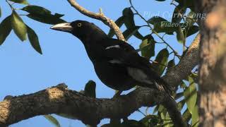 Pied Currawong 23 [upl. by Zenda]