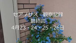 ≪柴犬マルちゃん番外編≫ セアノサス 観察記録最終回 剪定しました！ カルフォルニアライラック california lilac Ceanothus Pacific blue [upl. by Oirobil780]