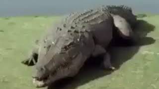 Crocodile exploding meme 🤣😂👌 [upl. by Ciredec724]