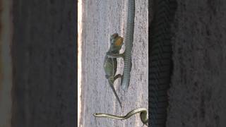 boomslang executed chameleon [upl. by Bolt]