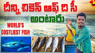 World’s costliest fish  bluefin tuna  దీన్ని చికెన్ ఆఫ్ ది సీ అంటారు [upl. by Lottie]