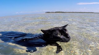 Cat loves to swim and doesnt want to stop [upl. by Mcdade249]