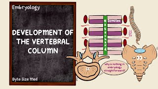 Development of the Vertebral Column  Somites  Axial Skeleton  Embryology [upl. by Alesandrini]