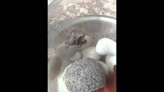 African dwarf frog laying and fertilizing eggs [upl. by Zehc]