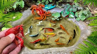 wow‼️catch bettafish koi fish channa black ghost manfish and millions of other animals [upl. by Sukhum]