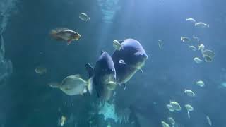 Grandson films big fat fish’s oceanlife fish grandson [upl. by Hollander]