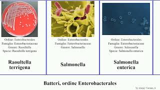 Batteri ordine Enterobacterales klebsiella salmonella bacteria coli pneumoniae typhimurium pestis [upl. by Eilahtan]