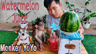 Monkey YoYo JR cant wait to drink watermelon juice  Monkey Baby YoYo [upl. by Stevenson]