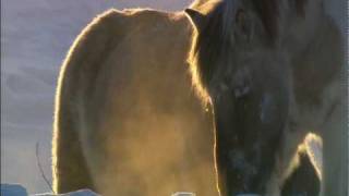 Wild Russia Siberia Wild Horses [upl. by Auqenehs202]