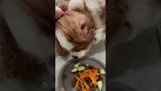 King Charles spaniel having colourful dinner [upl. by Lepine]