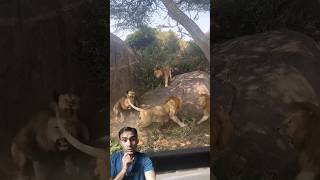 lions fight lion animals wildlife lionking wildanimals lionfight viral safari trending [upl. by Rehpoitsirhc]