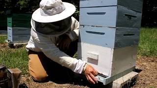 How to treat honey bees for Varroa Mites with Mite Away Quick Strips MAQS [upl. by Ribak705]