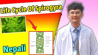 Life Cycle Of Spirogyra  Algae  Important long question for NEB and CTEVT BOARD EXAM [upl. by Lorelei]