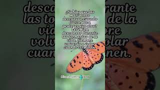 Frases de mariposas Frases para reflexionar frases [upl. by Eulau]