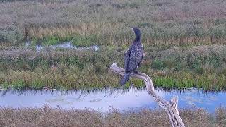 RSPB Leighton Moss Osprey Platform Live Stream [upl. by Lindemann]