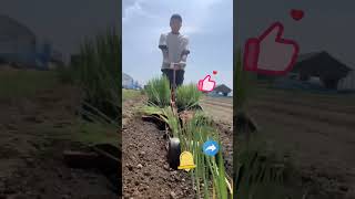 Rice planting process [upl. by Attelliw]