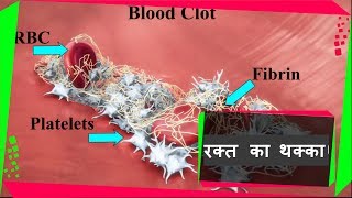 Blood coagulationHindi  रक्त का थक्का बनने कि प्रक्रिया  ToknowHub [upl. by Allan200]