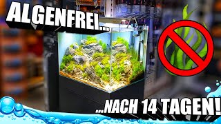 Algenfreies Aquascape Aquarium nach 14 Tagen [upl. by Anbul]