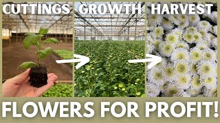 How To Grow Chrysanthemums For Profit  shorts [upl. by Sedaiuqlem]