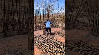 Fastest Way Sugarcane Harvesting By Burning Leaves satisfying HappyFarm85 [upl. by Initsed]